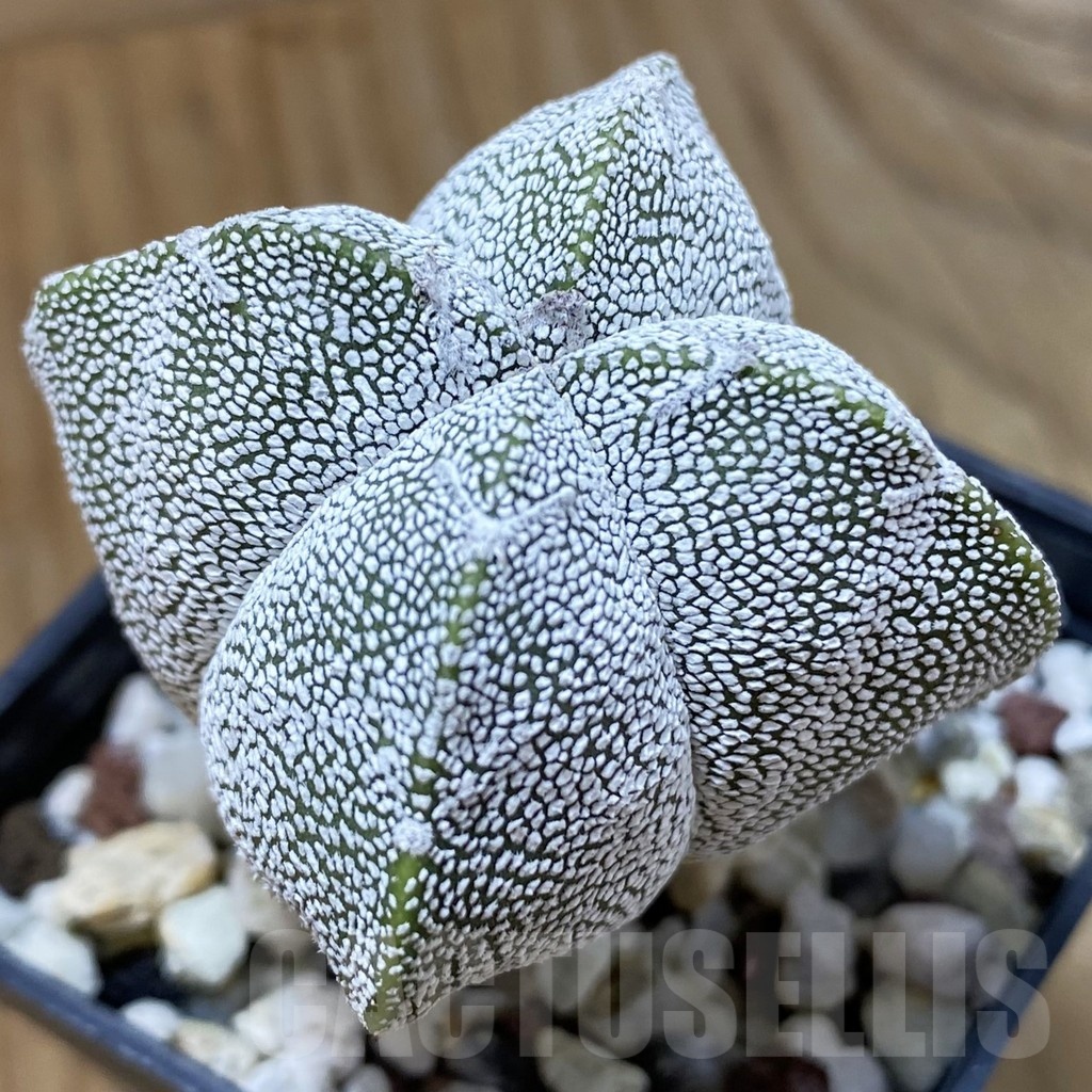 SH24662 Astrophytum myriostigma ‘Onzuka’ v. quadricostatum