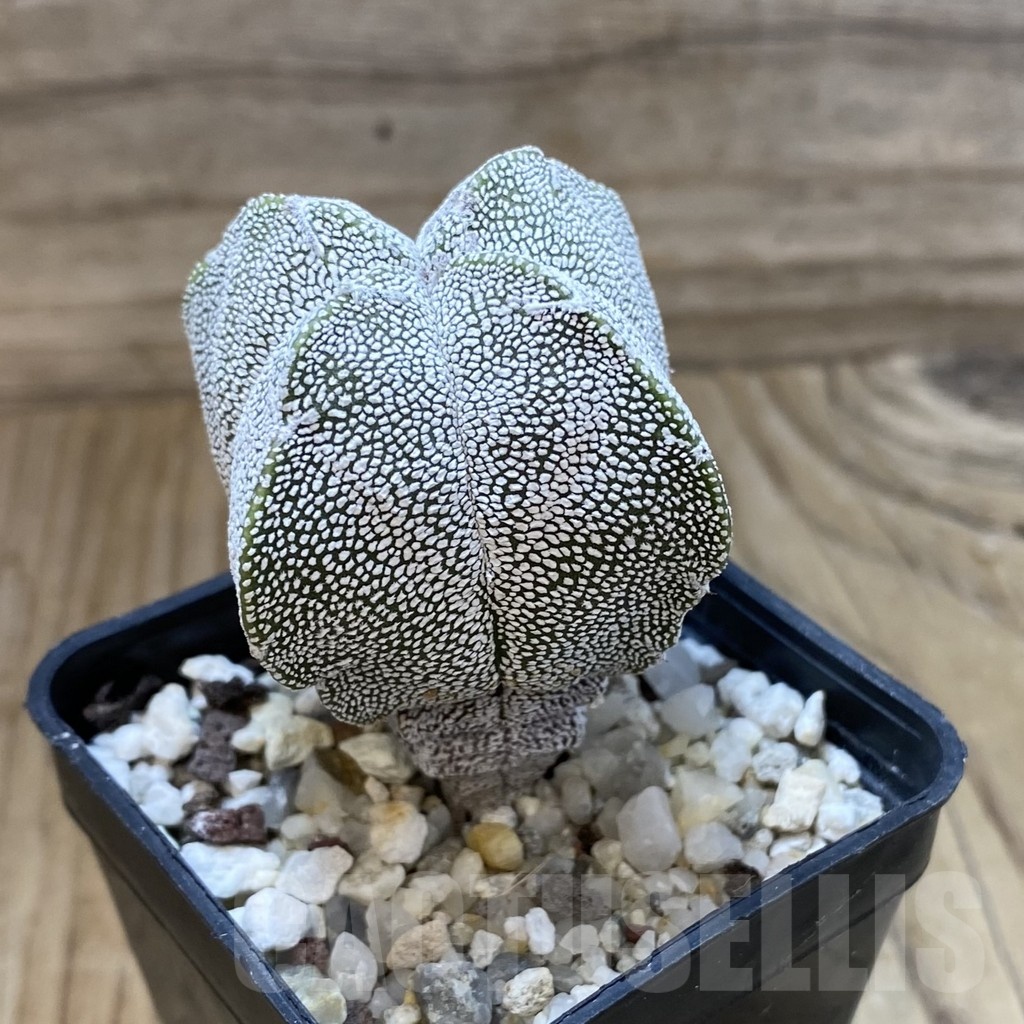 SH24662 Astrophytum myriostigma ‘Onzuka’ v. quadricostatum - Image 2