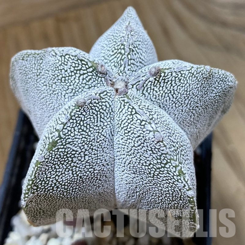 SH24663 Astrophytum myriostigma ‘Onzuka’