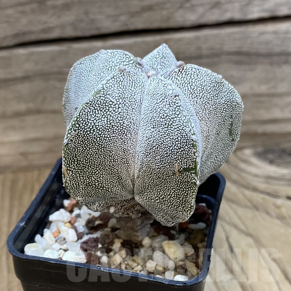 SH24663 Astrophytum myriostigma ‘Onzuka’ - immagine 2