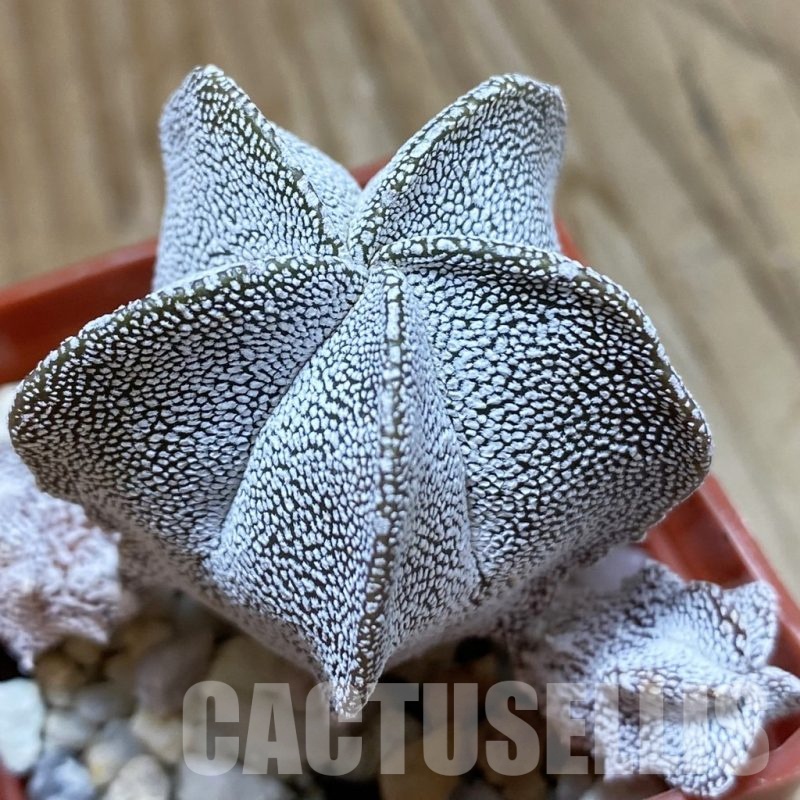 SH24664 Astrophytum myriostigma ‘Onzuka’