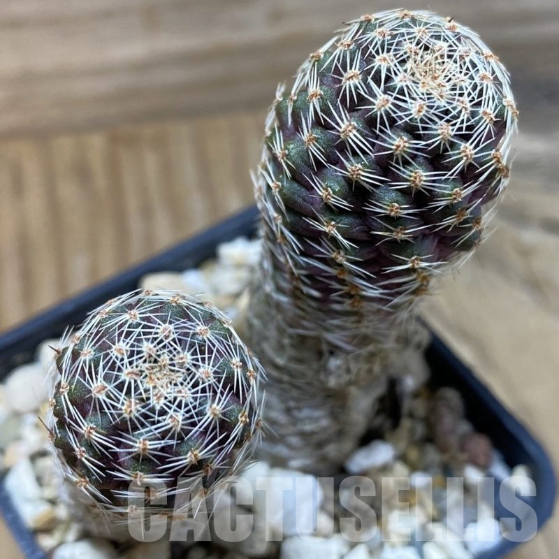 SH24650 Mediolobivia pygmaea, 2 plants