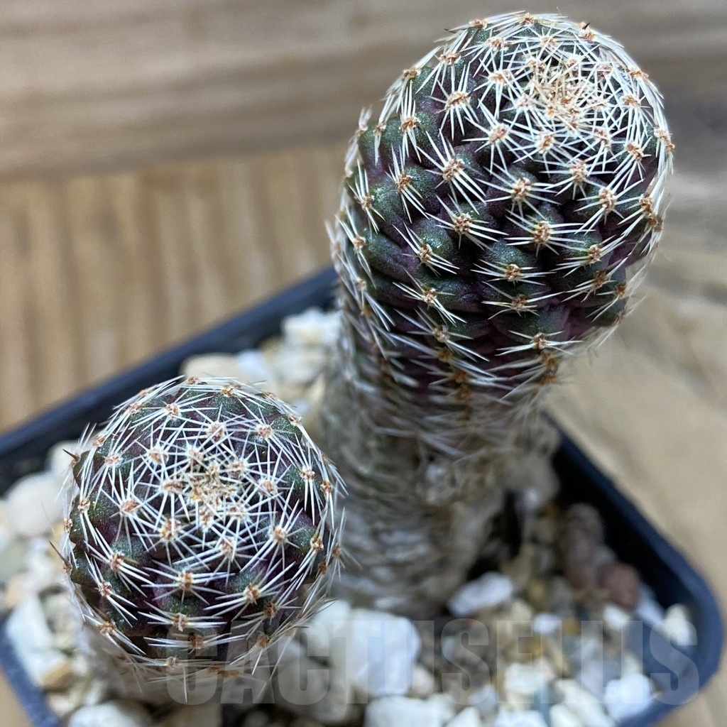 SH24650 Mediolobivia pygmaea, 2 plants