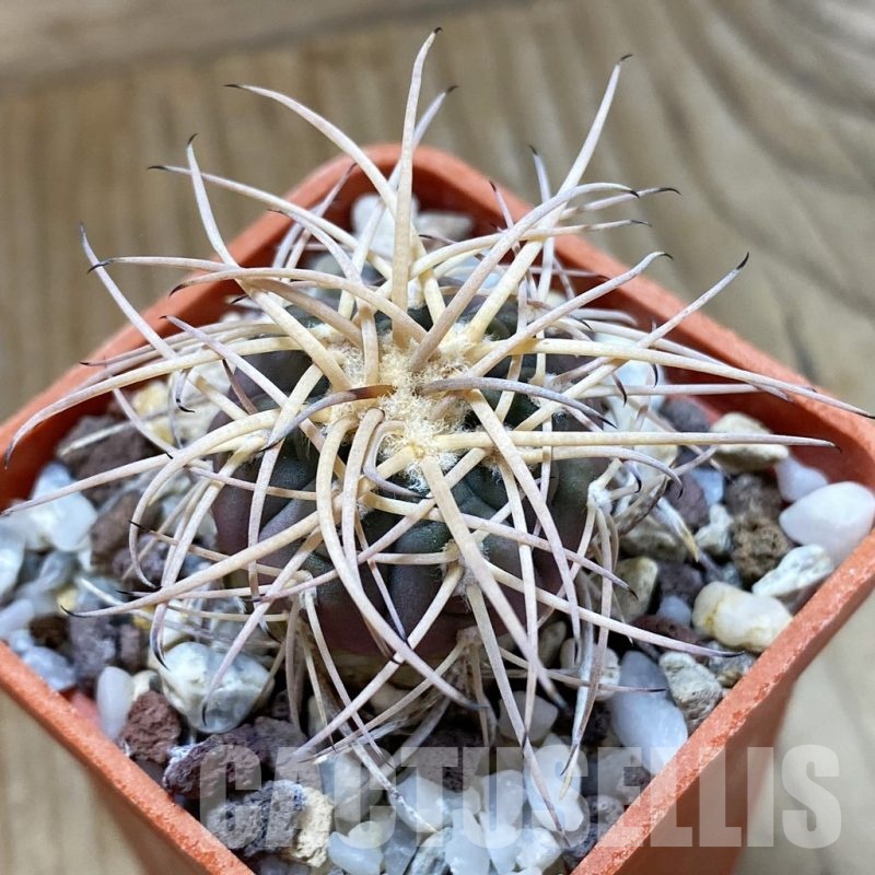 SH24665 Gymnocalycium cardenasianum