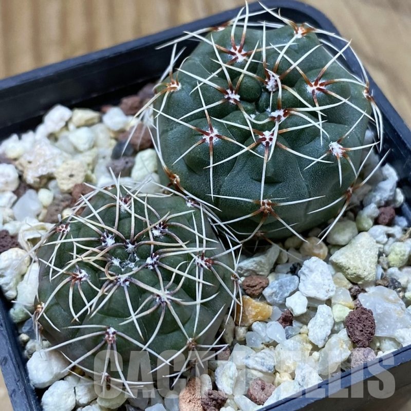 SH24666 Gymnocalycium baldianum, 2 plants
