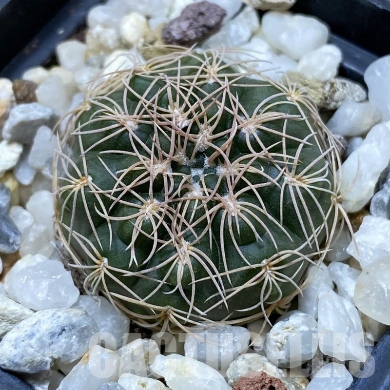 SH24667 Gymnocalycium capillense
