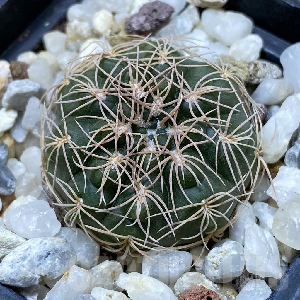 SH24667 Gymnocalycium capillense