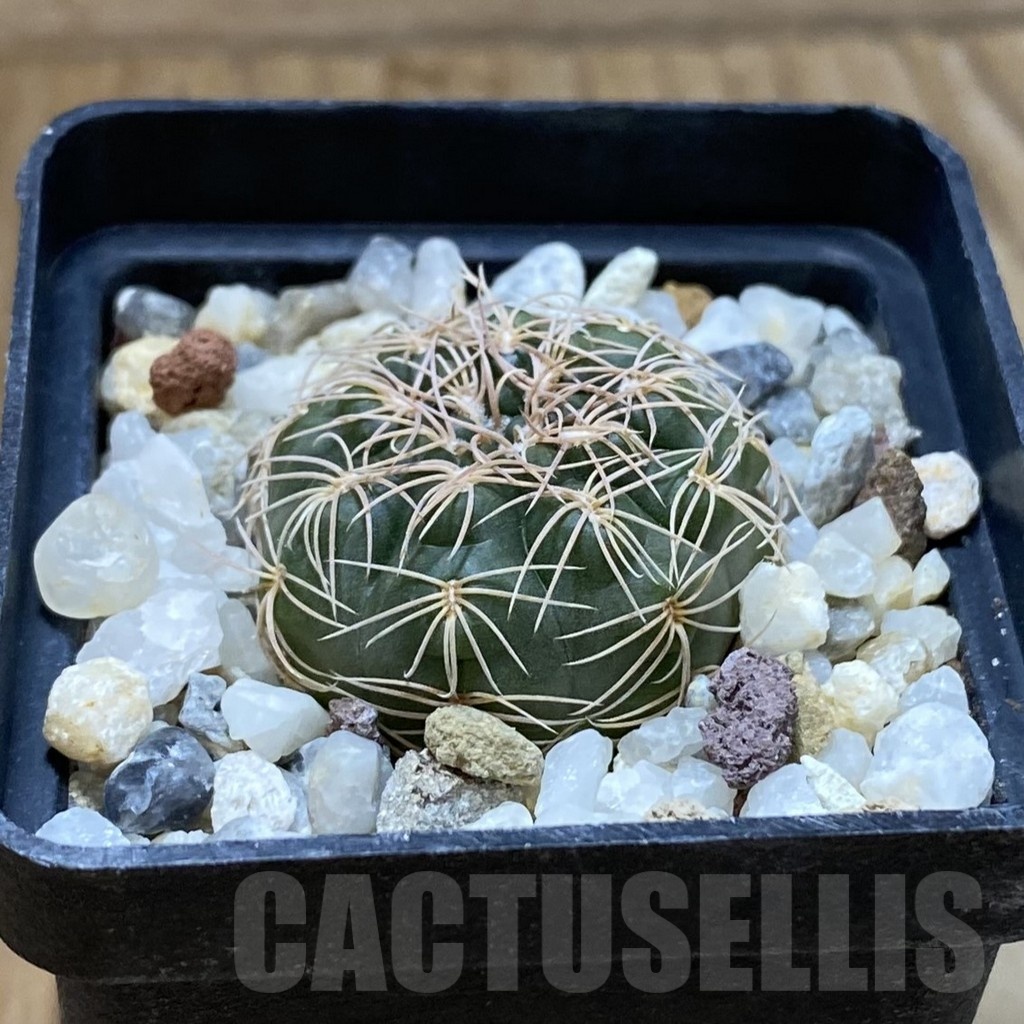 SH24667 Gymnocalycium capillense - Image 2