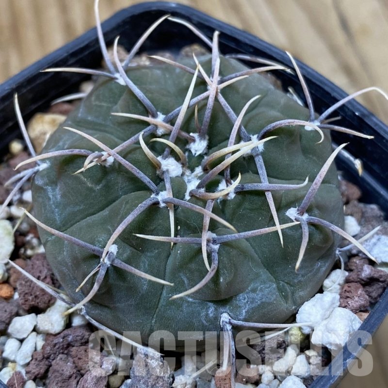 SH24668 Gymnocalycium vatteri v. altautinense VG 302