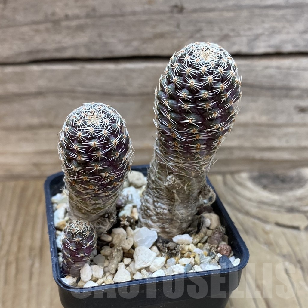 SH24650 Mediolobivia pygmaea, 2 plants - Obrázek 2