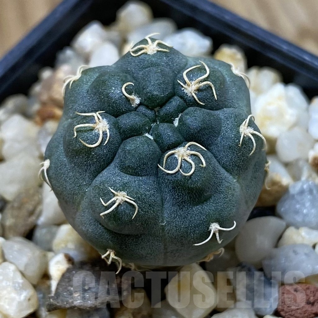 SH24669 Gymnocalycium uebelmannianum VG 669
