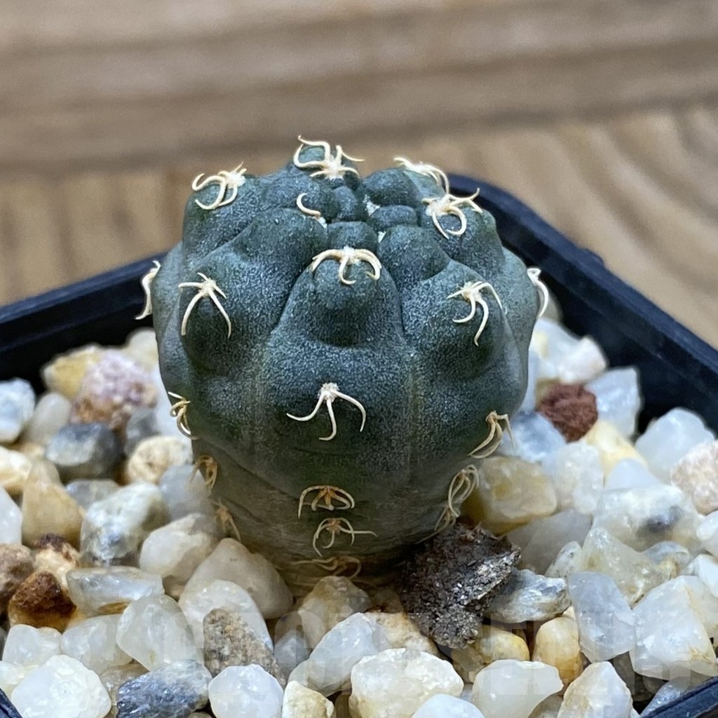 SH24669 Gymnocalycium uebelmannianum VG 669 - immagine 2