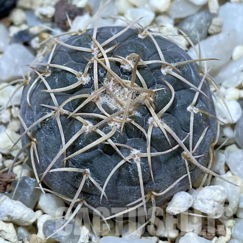 SH24670 Gymnocalycium borthii ssp. nogolense VG 411