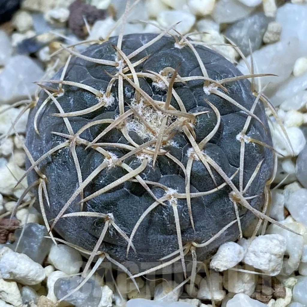 SH24670 Gymnocalycium borthii ssp. nogolense VG 411