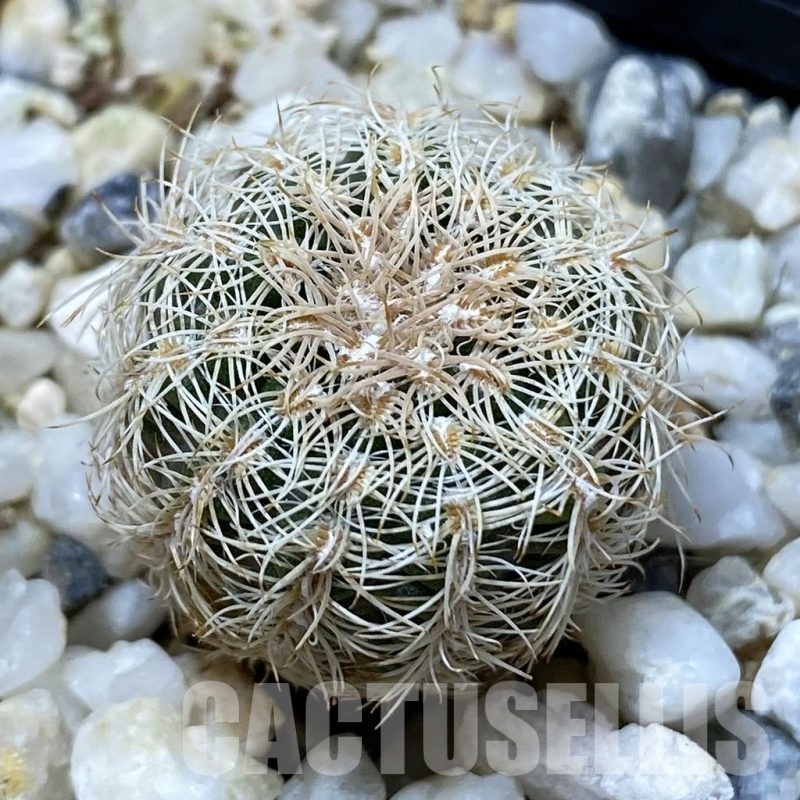 SH24671 Gymnocalycium bruchii, Bercht 2045