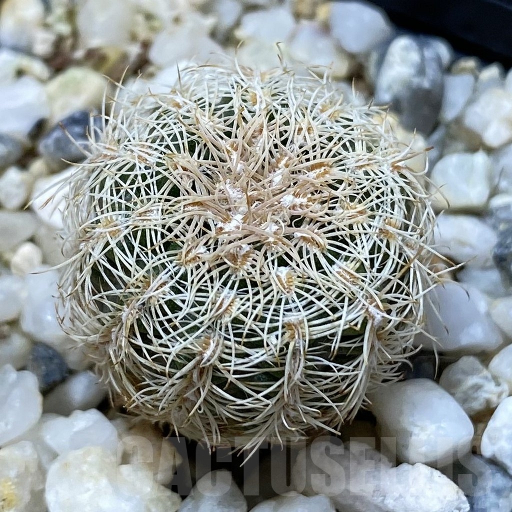 SH24671 Gymnocalycium bruchii, Bercht 2045