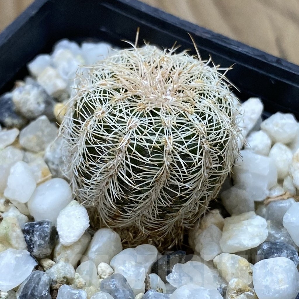 SH24671 Gymnocalycium bruchii, Bercht 2045 - immagine 2