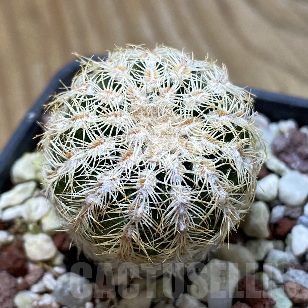 SH24672 Gymnocalycium bruchii v. pawlovskyi VG 545