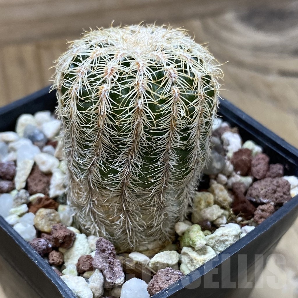 SH24672 Gymnocalycium bruchii v. pawlovskyi VG 545 - Image 2