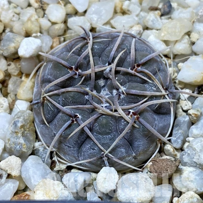 SH24673 Gymnocalycium borthii ssp. nogolense VG 412