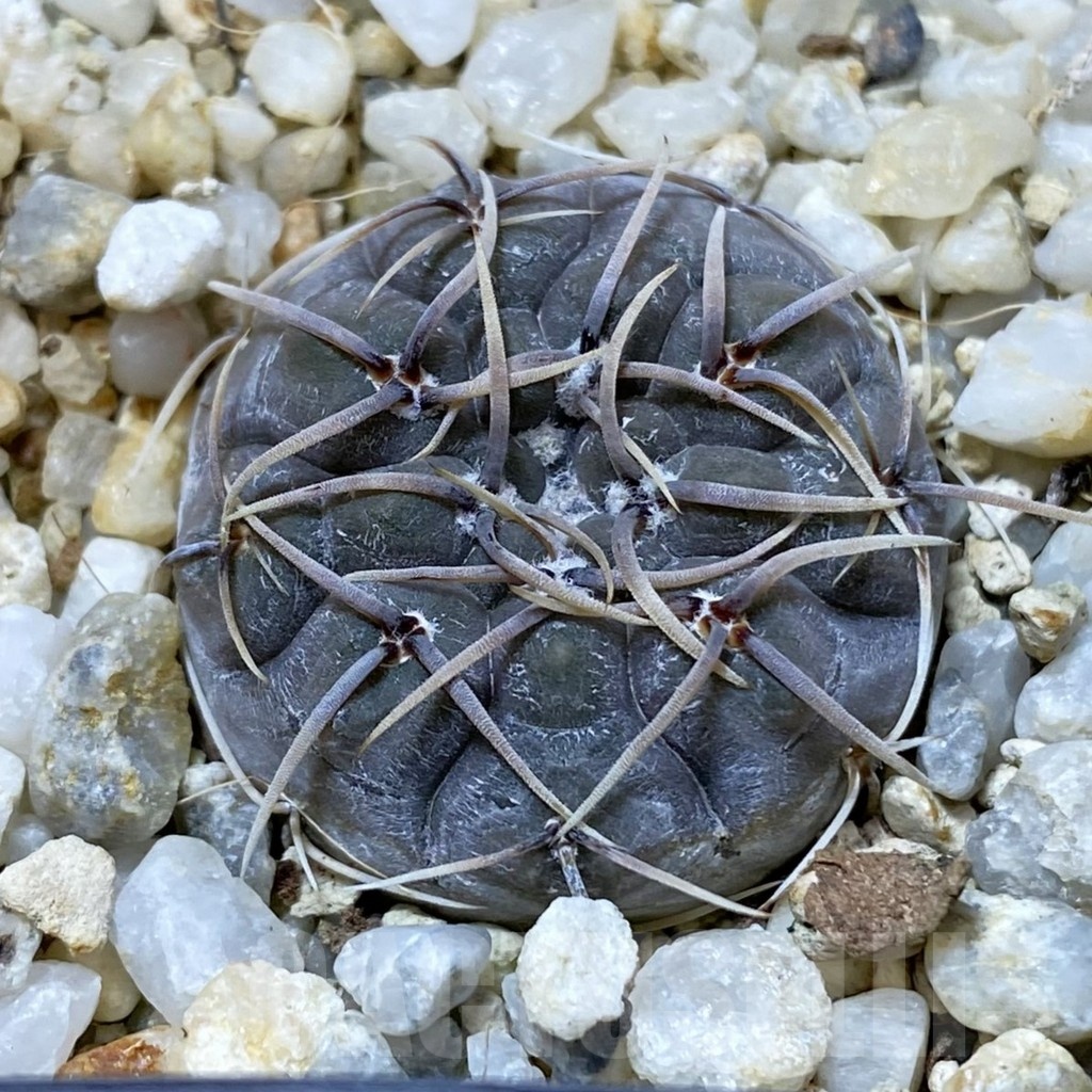 SH24673 Gymnocalycium borthii ssp. nogolense VG 412