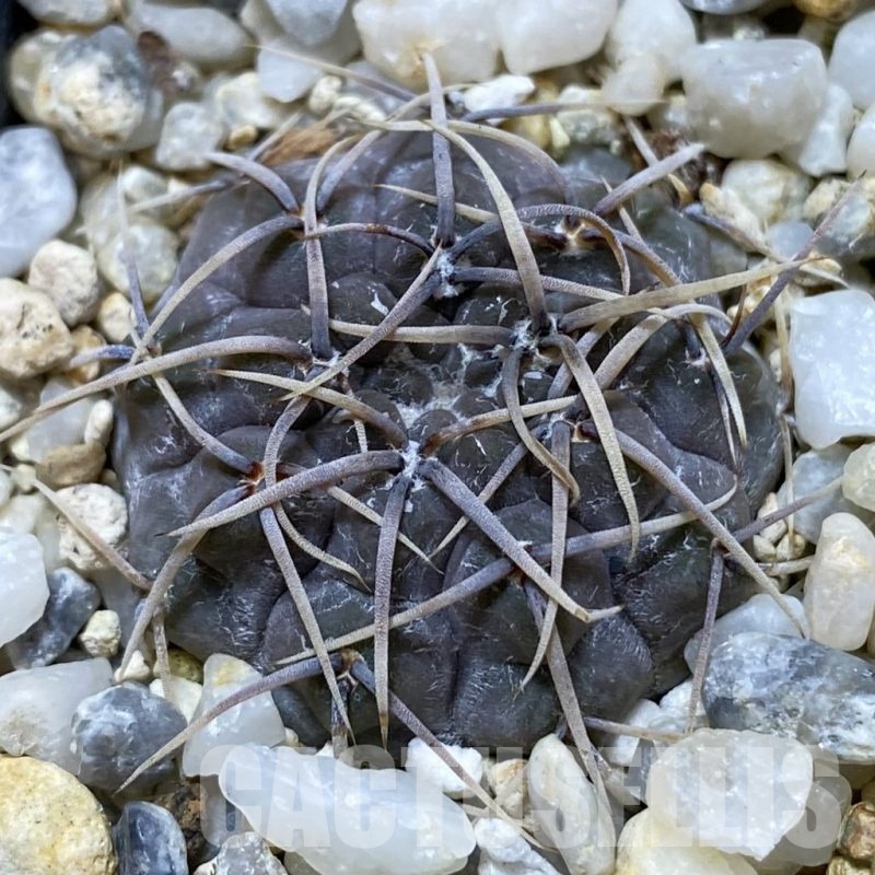 SH24674 Gymnocalycium borthii ssp. nogolense VG 412