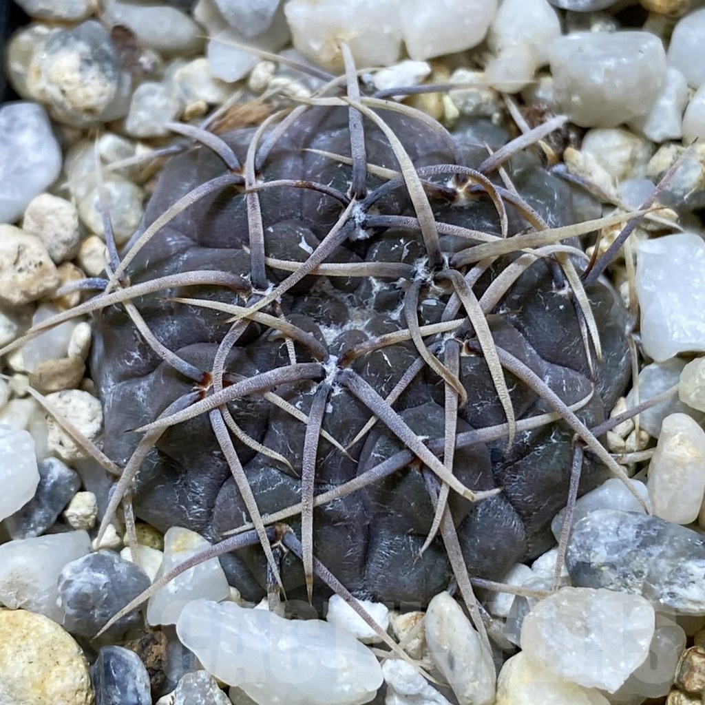 SH24674 Gymnocalycium borthii ssp. nogolense VG 412