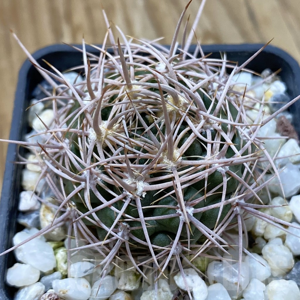 SH24675 Gymnocalycium neuhuberi
