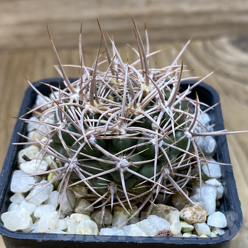 SH24675 Gymnocalycium neuhuberi - Image 2