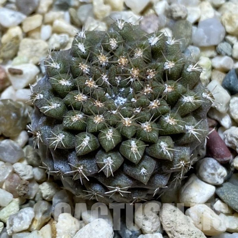 SH24651 Eriosyce heinrichiana JA 01