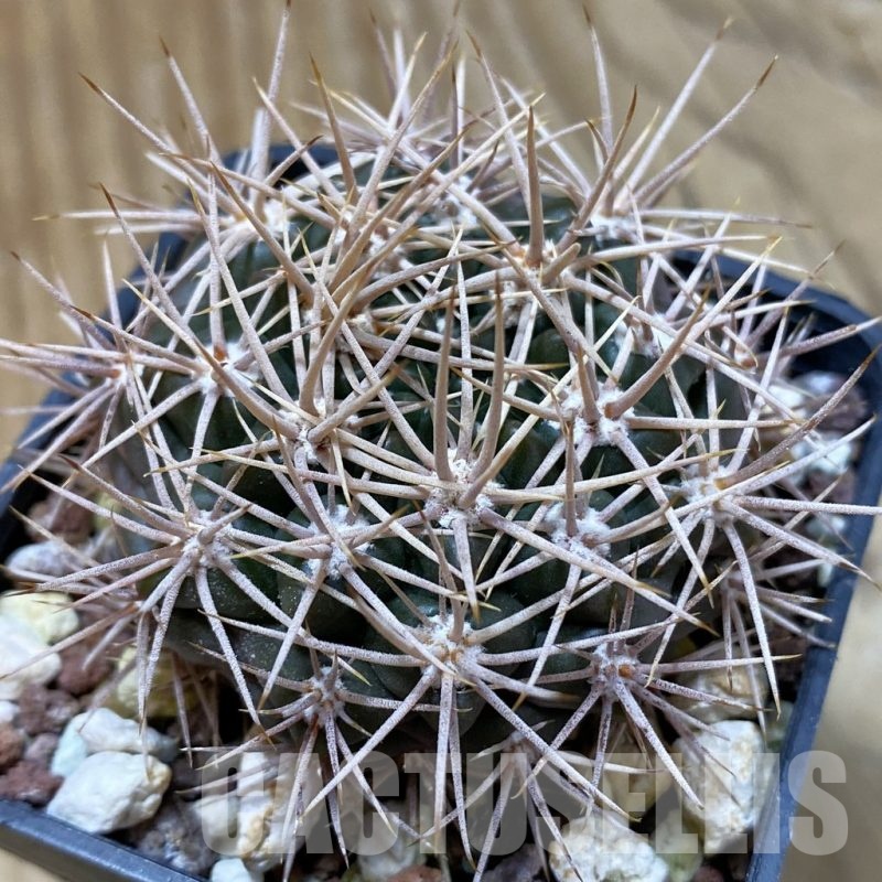 SH24676 Gymnocalycium neuhuberi