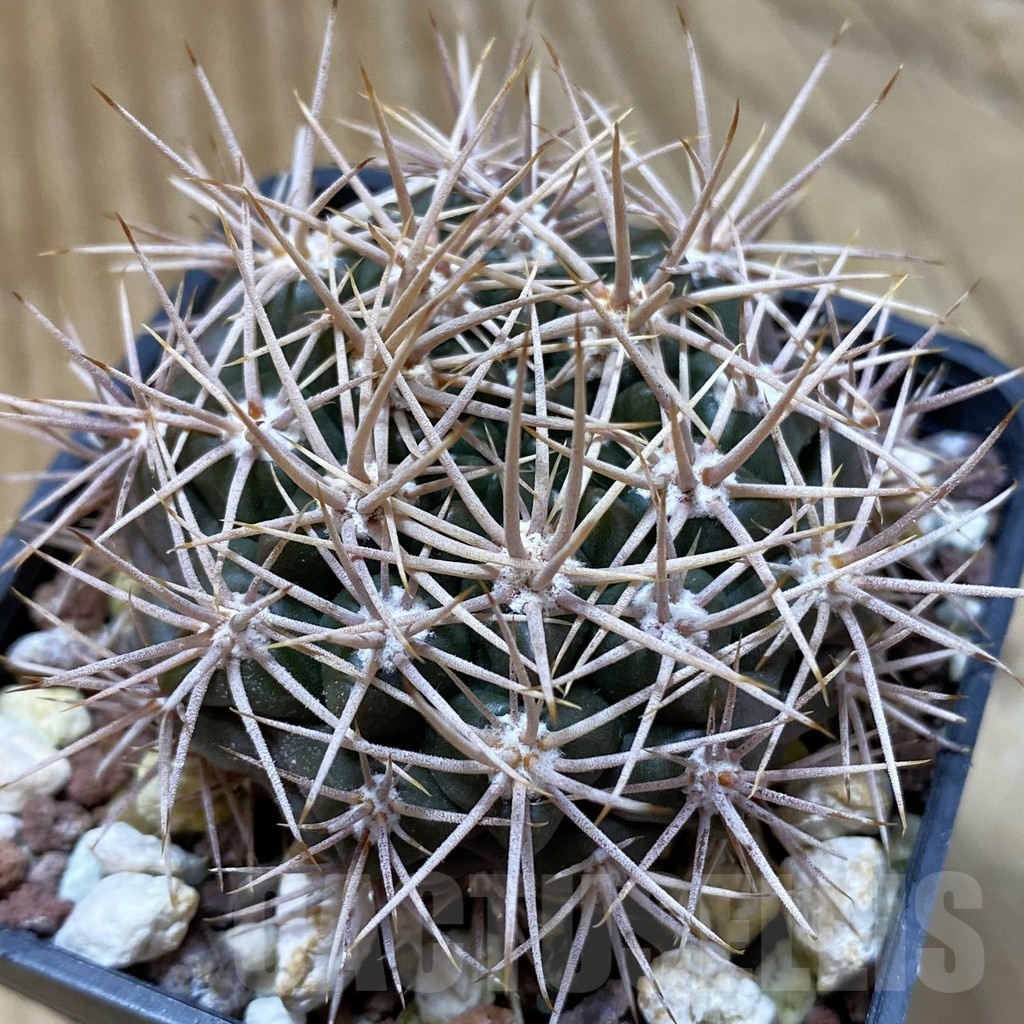 SH24676 Gymnocalycium neuhuberi