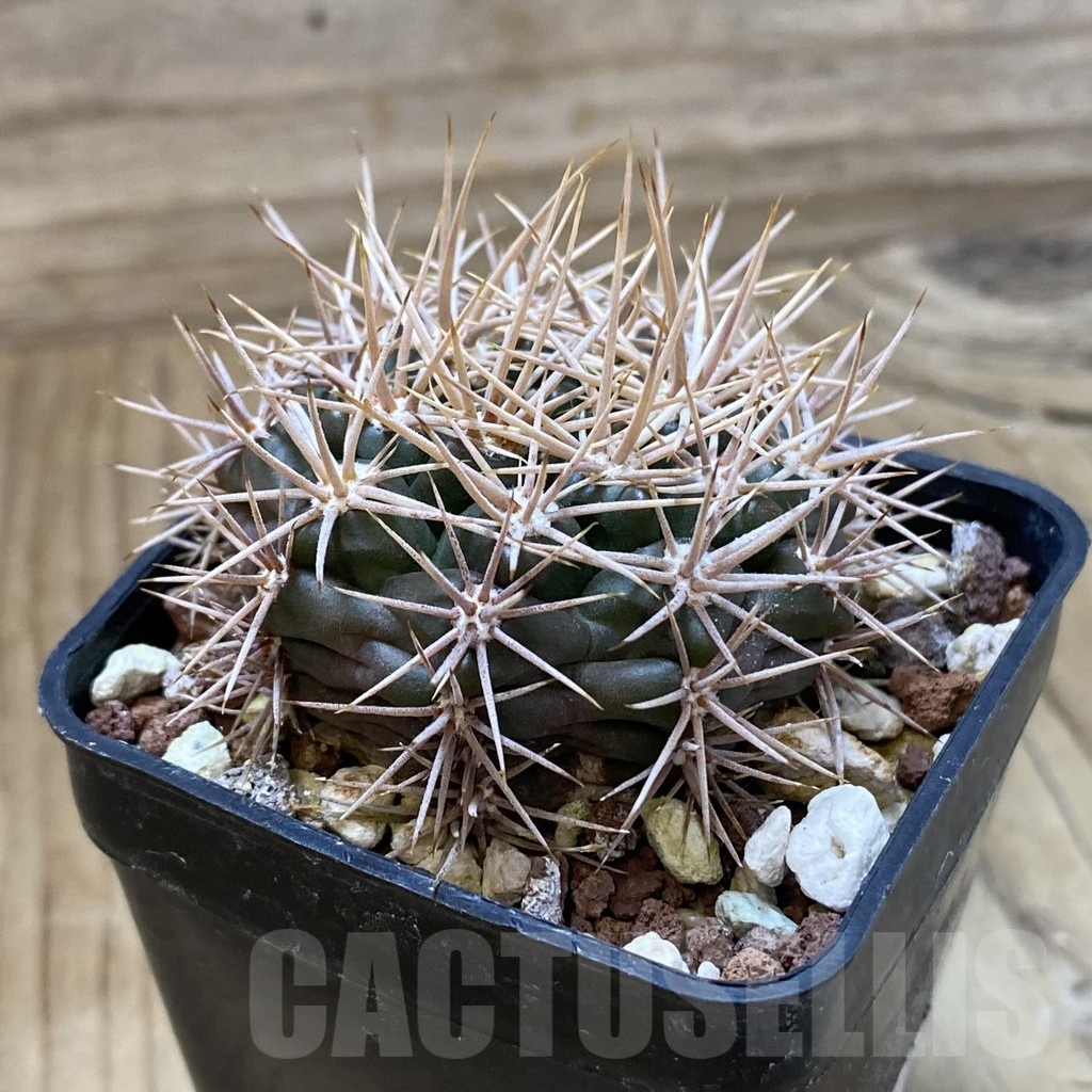 SH24676 Gymnocalycium neuhuberi - immagine 2