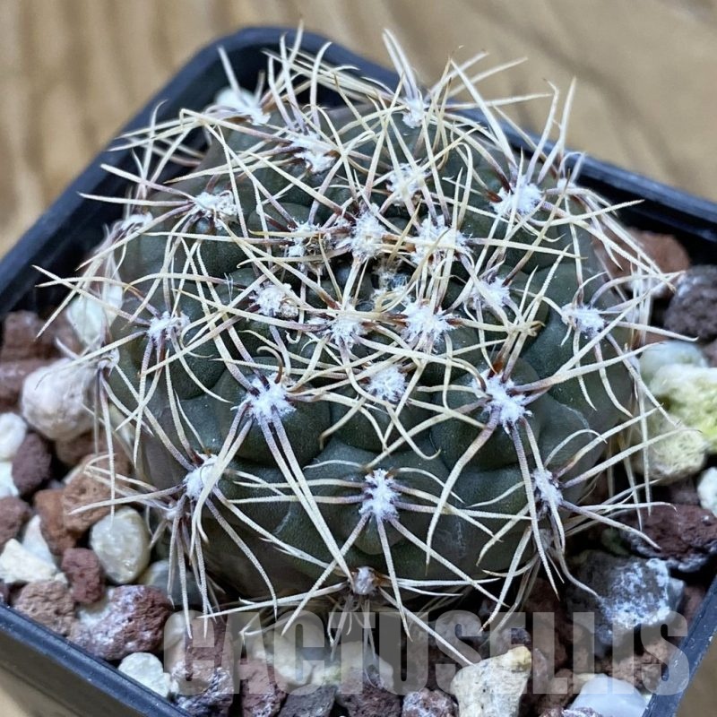 SH24677 Gymnocalycium sp. amerhauseri x altagraciense