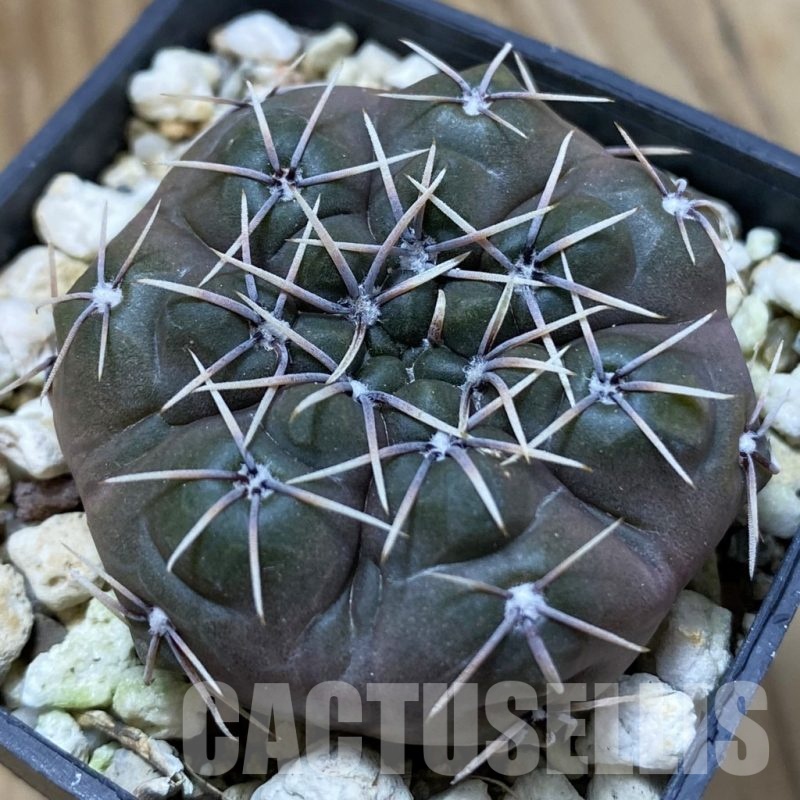SH24678 Gymnocalycium aff. robustum