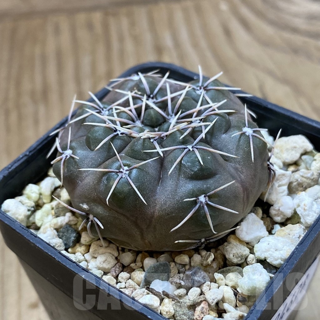 SH24678 Gymnocalycium aff. robustum - Image 2