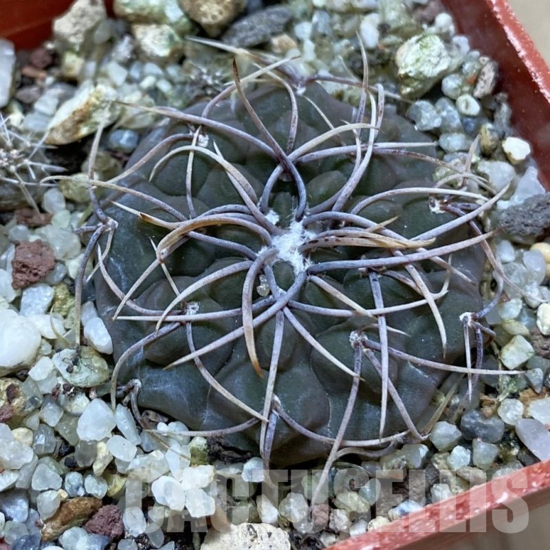 SH24679 Gymnocalycium intertextum