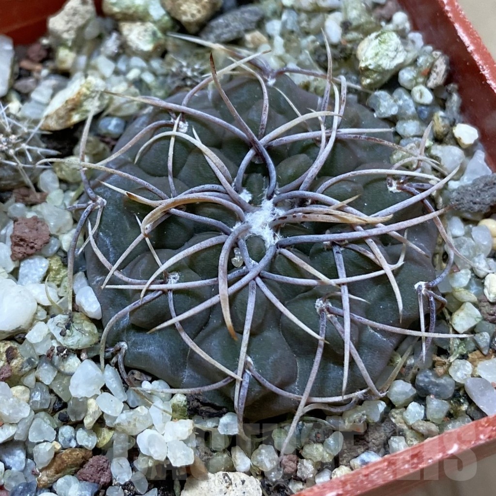 SH24679 Gymnocalycium intertextum