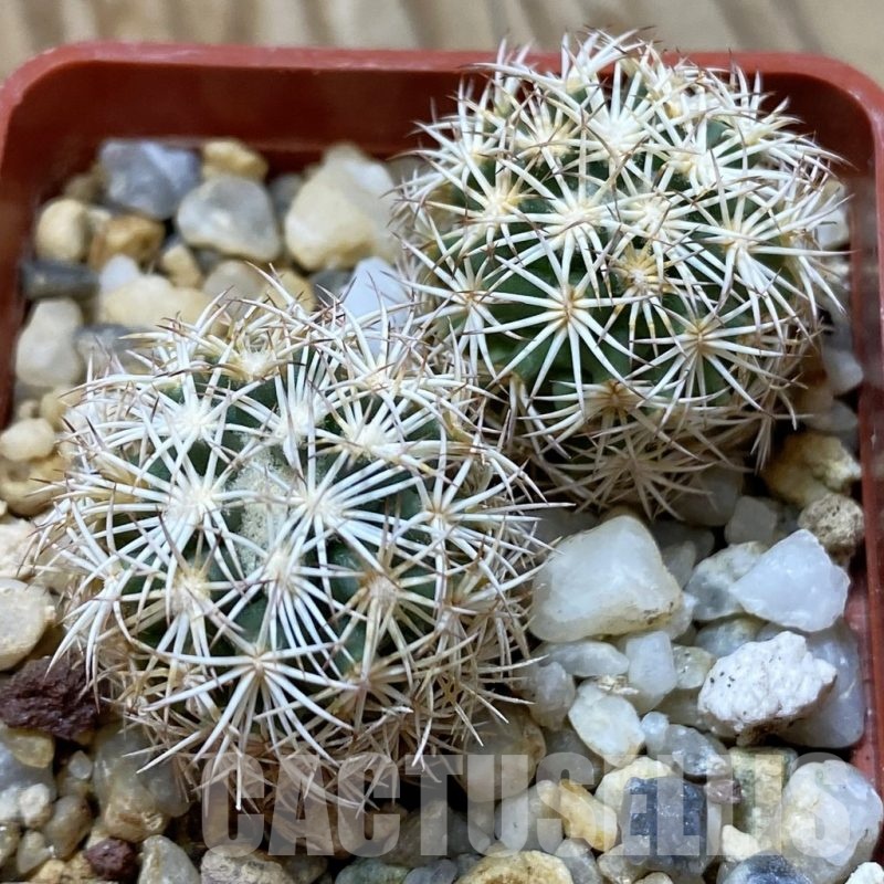 SH24680 Coryphantha werdermannii SB 575, 2 plants