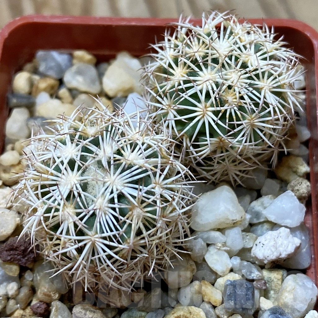 SH24680 Coryphantha werdermannii SB 575, 2 plants