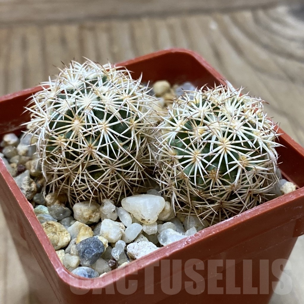 SH24680 Coryphantha werdermannii SB 575, 2 plants – Image 2
