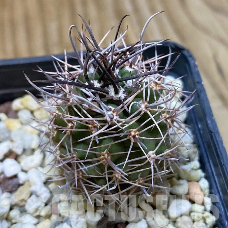 SH24681 Pyrrhocactus sp.