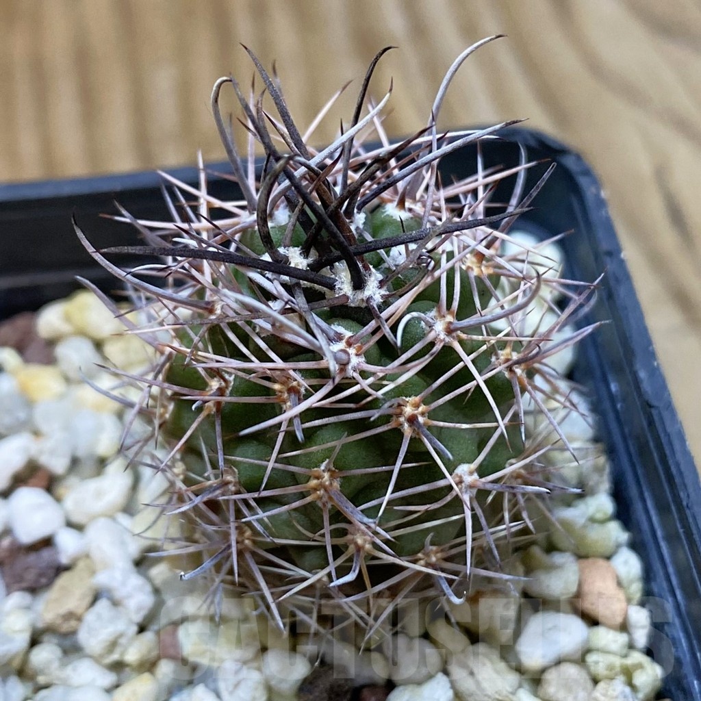 SH24681 Pyrrhocactus sp.