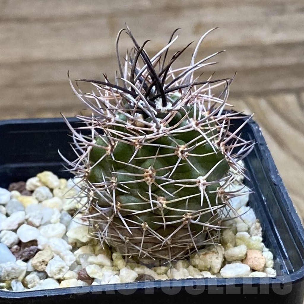 SH24681 Pyrrhocactus sp. - Obrázek 2