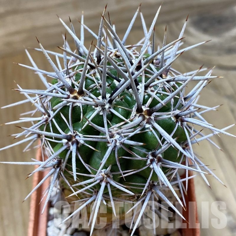 SH24682 Gymnocalycium horridispinum STO-480