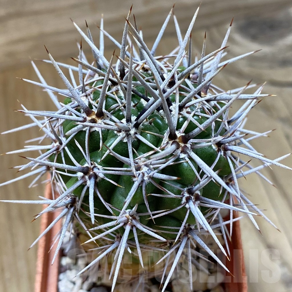 SH24682 Gymnocalycium horridispinum STO-480