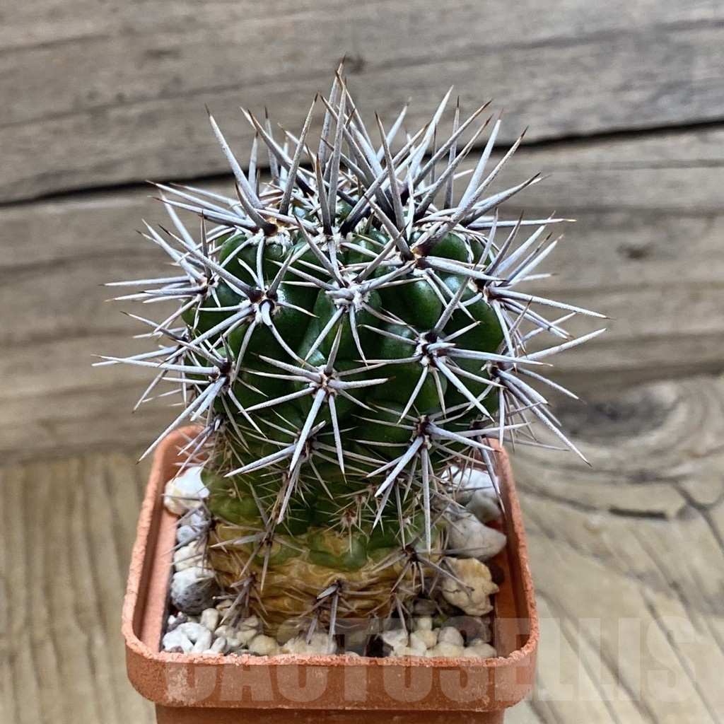 SH24682 Gymnocalycium horridispinum STO-480 - Obrázek 2