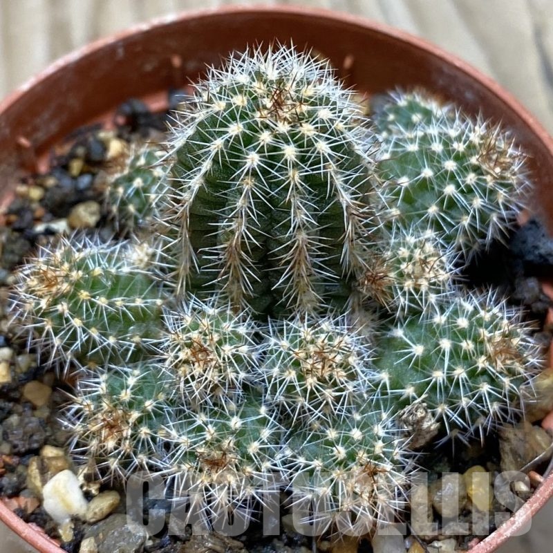 SH24784 Echinopsis silvestrii