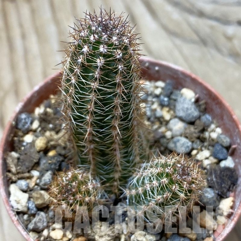 SH24785 Echinopsis silvestrii PHN 174.126