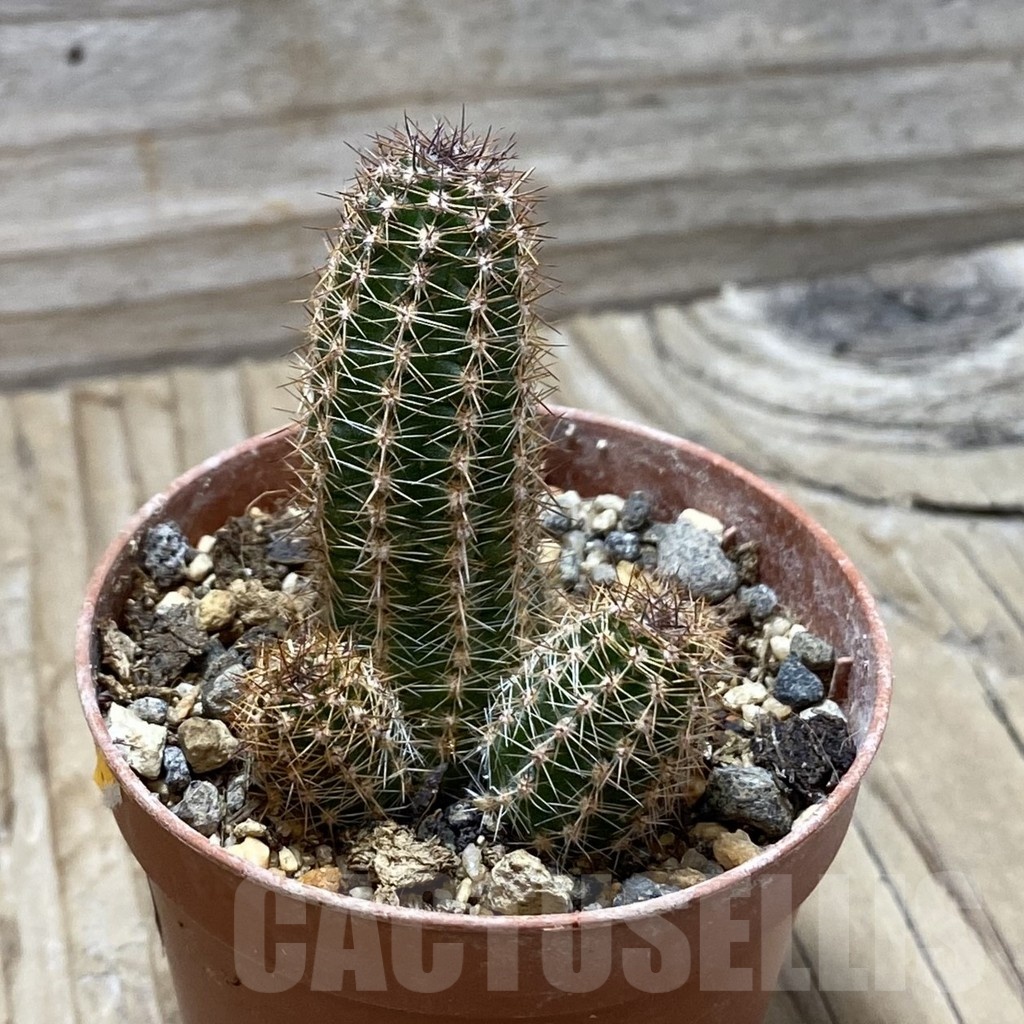 SH24785 Echinopsis silvestrii PHN 174.126 - Image 2